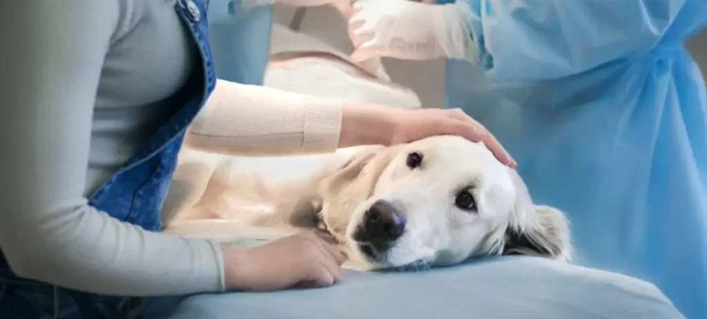 Hipotiroidismo en perros: señales que no debes ignorar