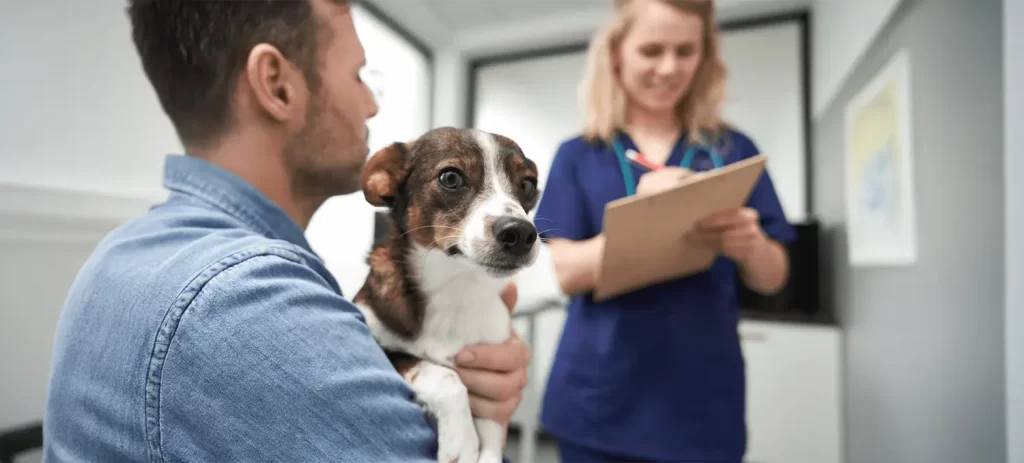 Hipotiroidismo en perros: señales que no debes ignorar