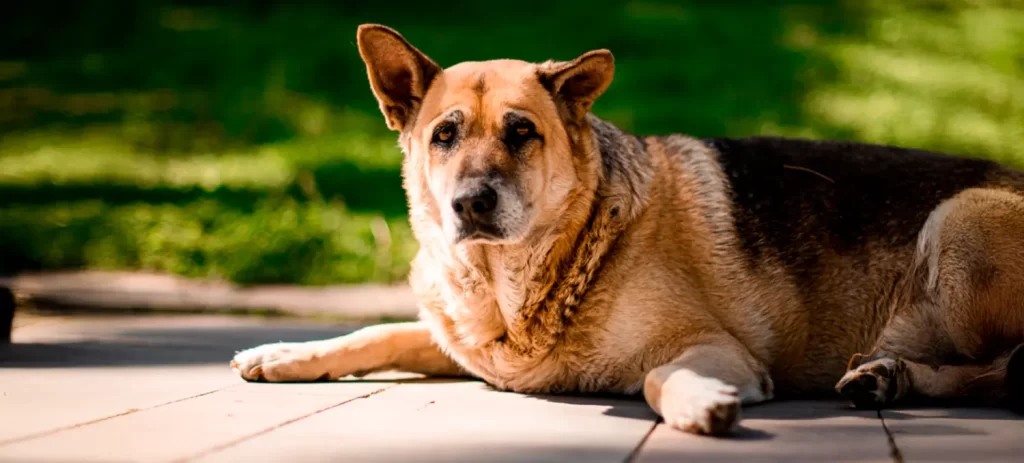 Hipotiroidismo en perros: señales que no debes ignorar