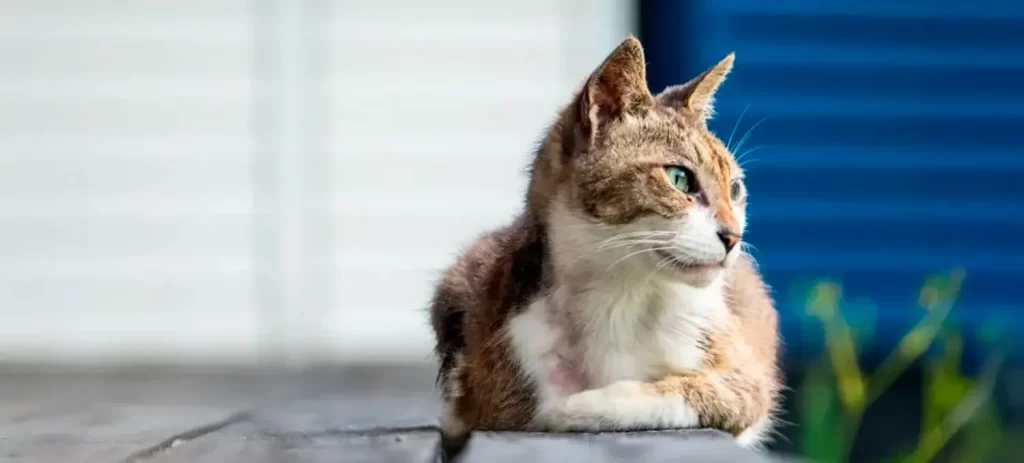 Hipertiroidismo en gatos: señales que debes conocer