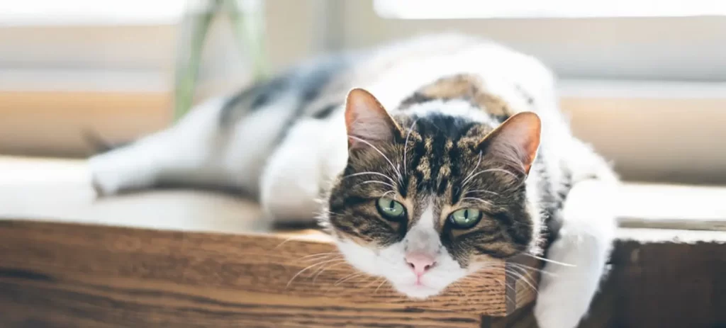 Hipertiroidismo en gatos: señales que debes conocer