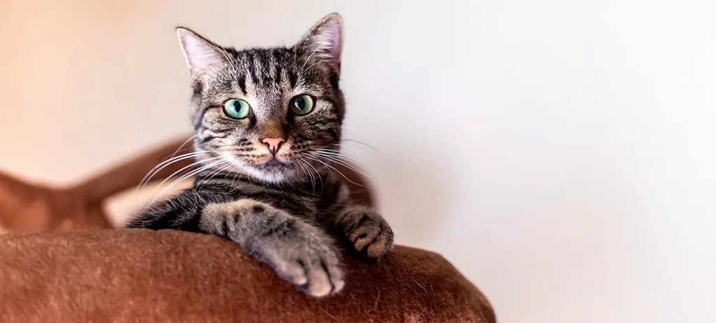 Hipertiroidismo en gatos: señales que debes conocer