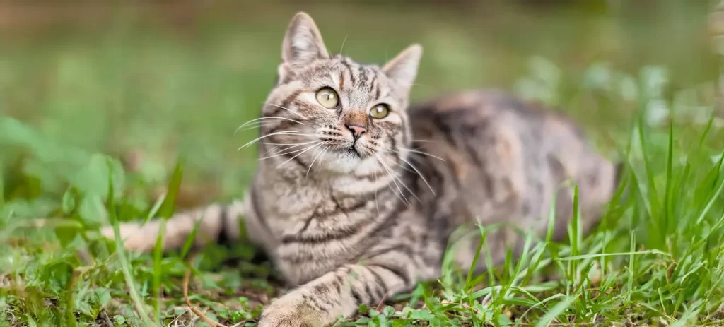 Hipertiroidismo en gatos: señales que debes conocer