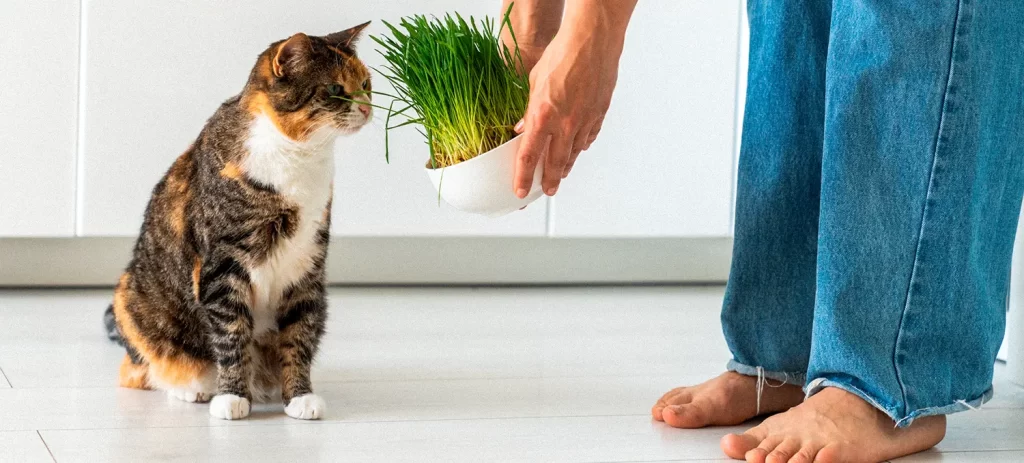 Hierba gatuna para gatos: beneficios, cómo usarla y cuándo funciona
