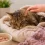 Cómo cuidar a un gato enfermo en casa: señales y qué hacer