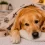 Cómo cuidar a un perro enfermo en casa: guía práctica