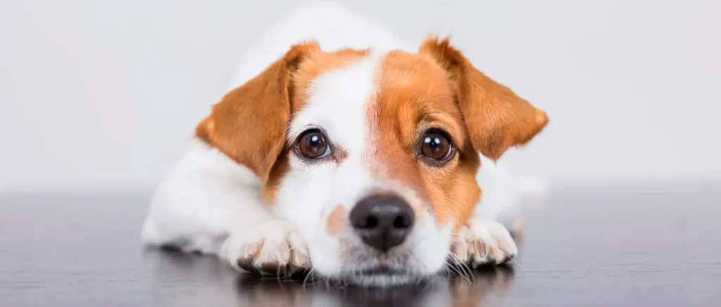 Cáncer en perros: mitos, prevención y tratamiento, según un oncólogo