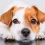 Cáncer en perros: mitos, prevención y tratamiento