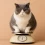 Obesidad en gatos: por qué engordan y cómo evitarlo