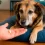 Hipotiroidismo en perros: señales que no debes ignorar