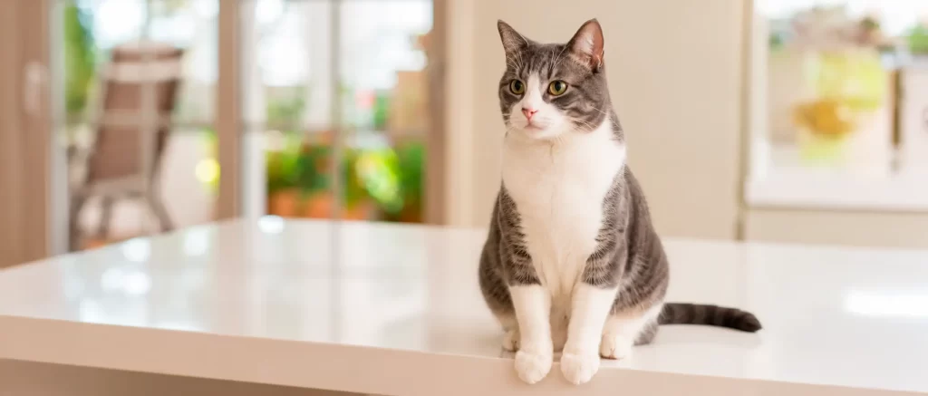 Hipertiroidismo en gatos: cuando tu gato cambia de carácter, no siempre es “maña”