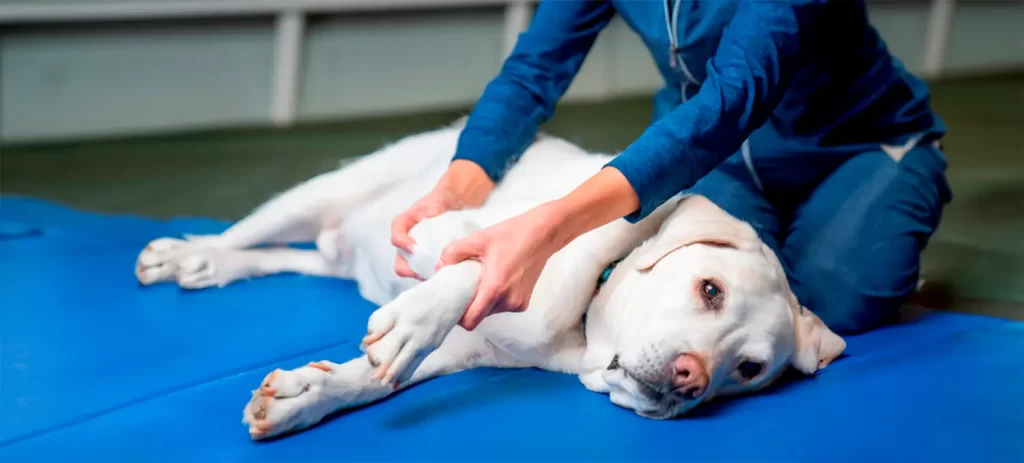 Cómo proteger las articulaciones de tu perro antes del dolor