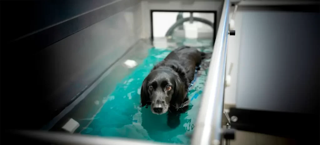 Cómo proteger las articulaciones de tu perro antes de que aparezca el dolor