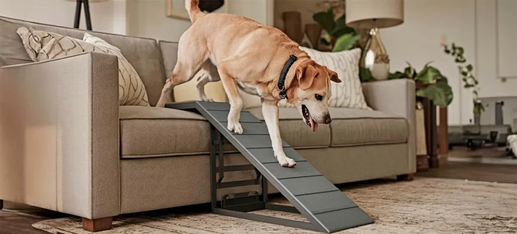 Cómo proteger las articulaciones de tu perro antes del dolor
