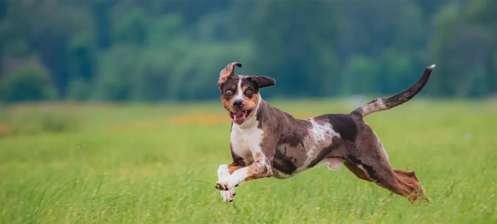 Cómo proteger las articulaciones de tu perro antes del dolor