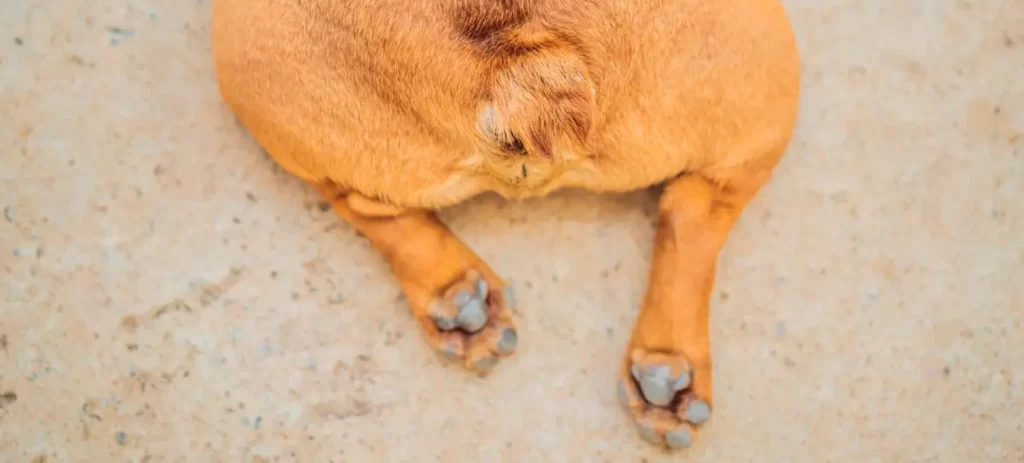 Mi perro tiene muchos gases: causas y cuándo consultar