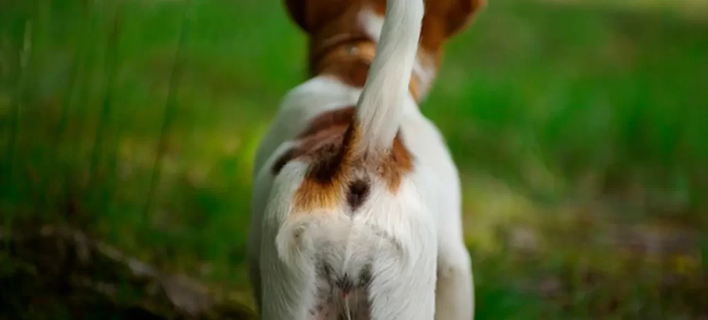 Mi perro tiene muchos gases: causas y cuándo consultar