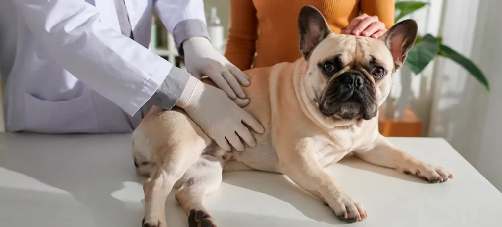 Mi perro tiene muchos gases: causas y cuándo consultar