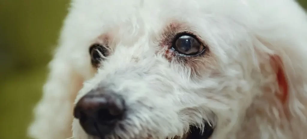 Mi perro tiene lagañas: cuándo es normal y cuándo consultar