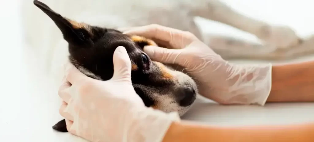Mi perro tiene lagañas: cuándo es normal y cuándo consultar