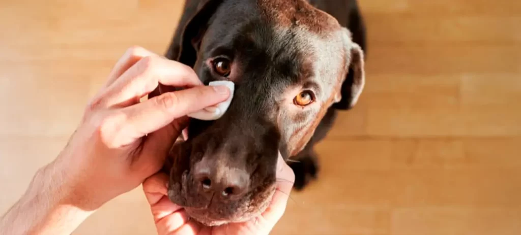 Mi perro tiene lagañas: cuándo es normal y cuándo consultar