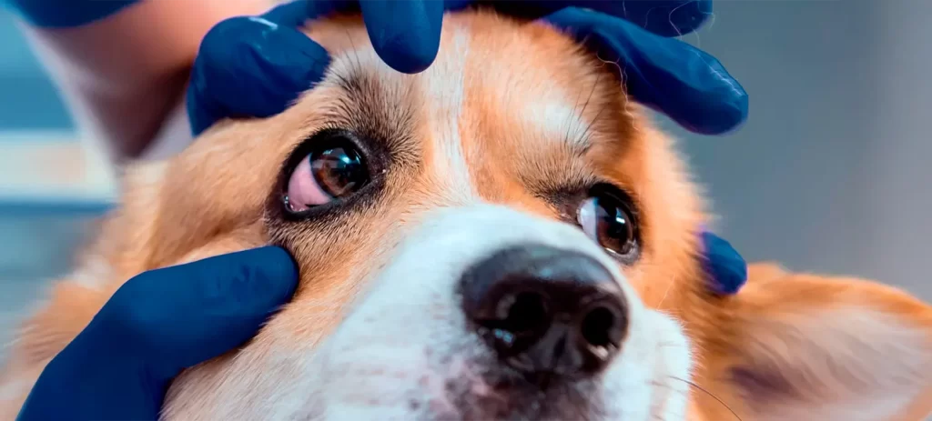 Mi perro tiene lagañas: cuándo es normal y cuándo consultar