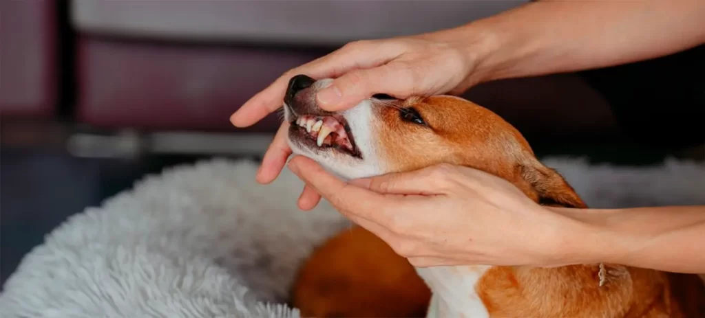 Mal aliento en perros y gatos: ¿es normal o una señal de enfermedad?