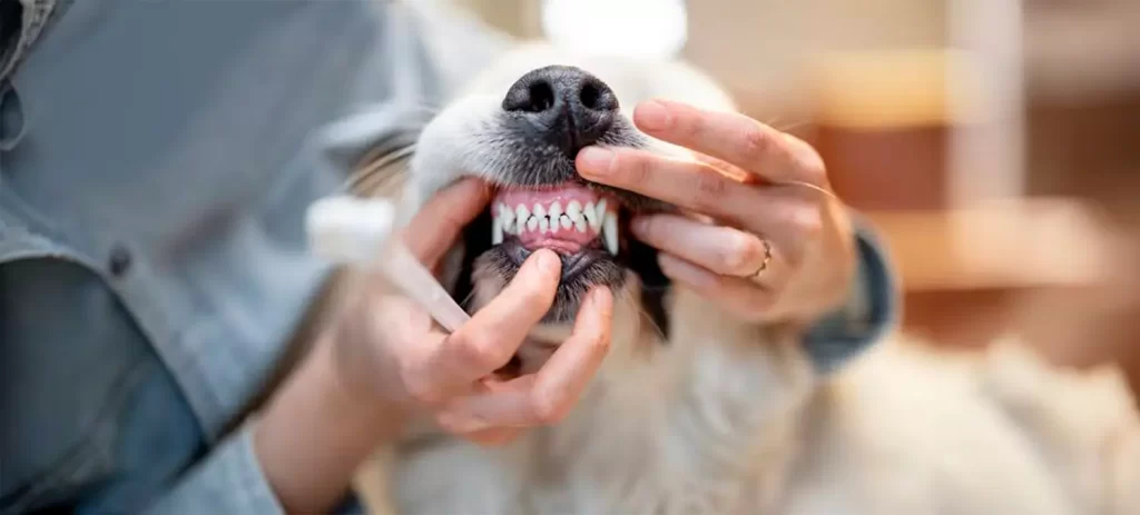 Mal aliento en perros y gatos: ¿es normal o una señal de enfermedad?