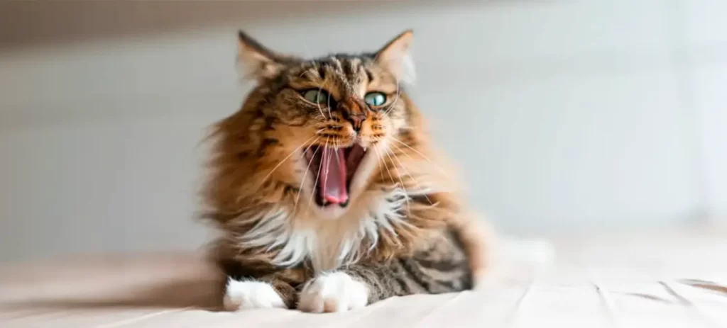 Mal aliento en perros y gatos: ¿es normal o una señal de enfermedad?
