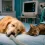 ¿Es peligrosa la anestesia en perros y gatos? Guía completa