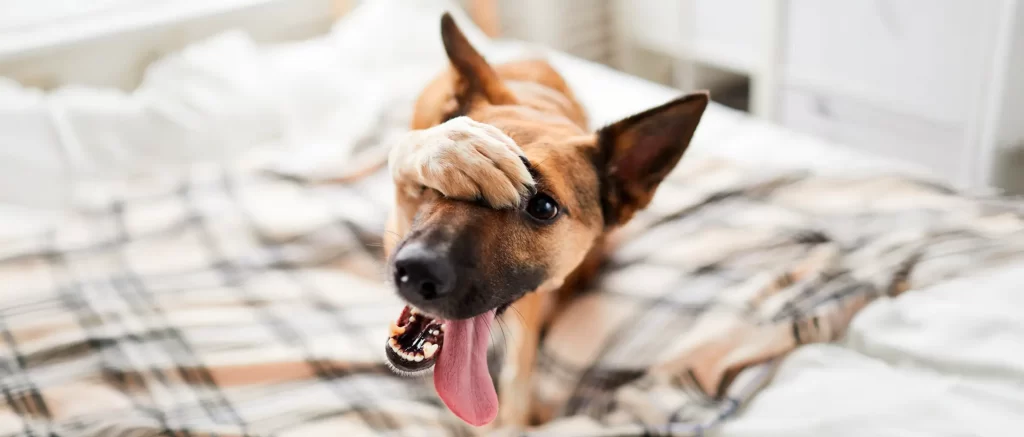 Mi perro tiene muchos gases: cuándo es normal y cuándo podría indicar un problema digestivo