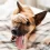 Mi perro tiene muchos gases: causas y cuándo consultar