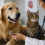 Enfermedades del corazón en perros y gatos: señales y cuidados