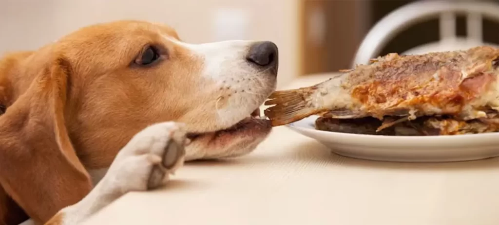 Qué no deben comer los perros y los gatos | Guía completa