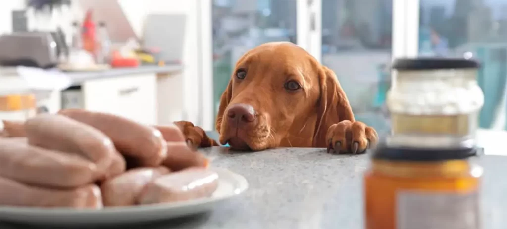 Qué no deben comer los perros y los gatos | Guía completa