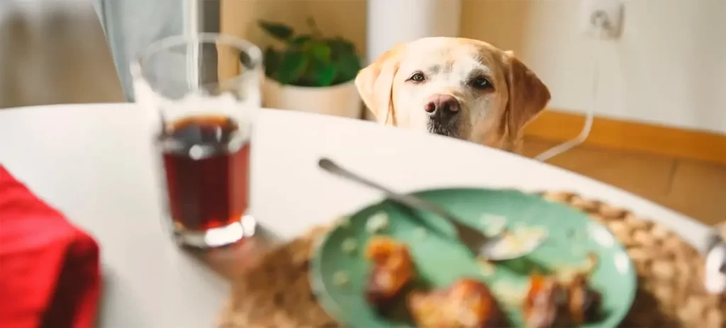 Qué no deben comer los perros y los gatos | Guía completa