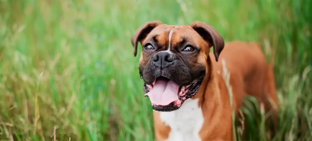 Mi perro o gato convulsionó: qué hacer y cuándo acudir al neurólogo
