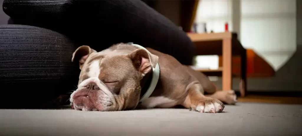 Mi perro o gato convulsionó: qué hacer y cuándo acudir al neurólogo