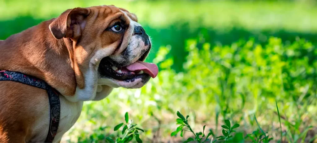 Mi perro o gato convulsionó: qué hacer y cuándo acudir al neurólogo