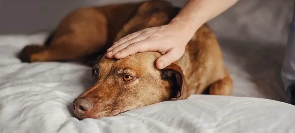 Mi perro convulsionó: qué hacer y cuándo acudir de urgencia