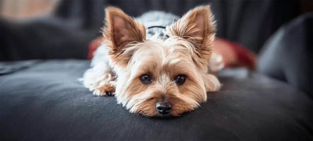 Mi perro convulsionó: qué hacer y cuándo acudir de urgencia