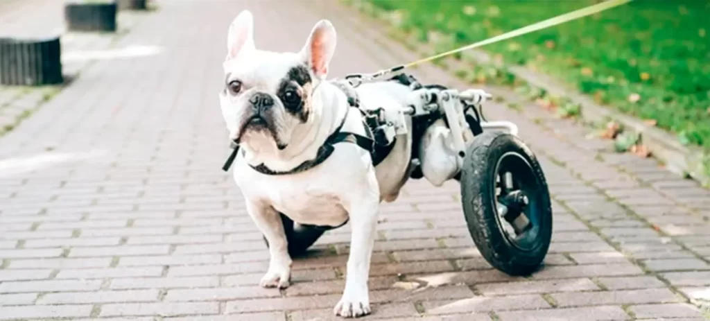 Perros en silla de ruedas: cuidados y fisioterapia
