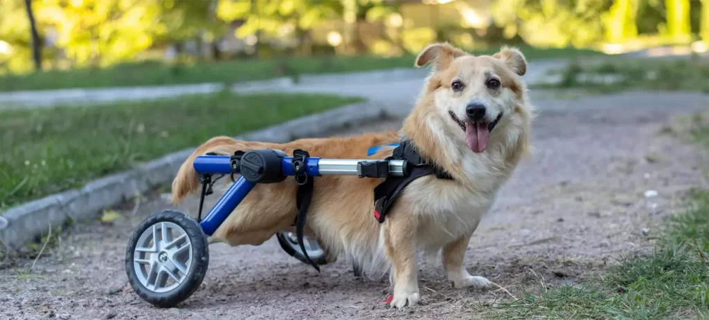Perros en silla de ruedas: cuidados y fisioterapia