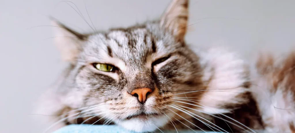 Cómo saber si un gato tiene dolor: señales ocultas