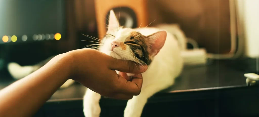Cómo saber si un gato tiene dolor: señales ocultas