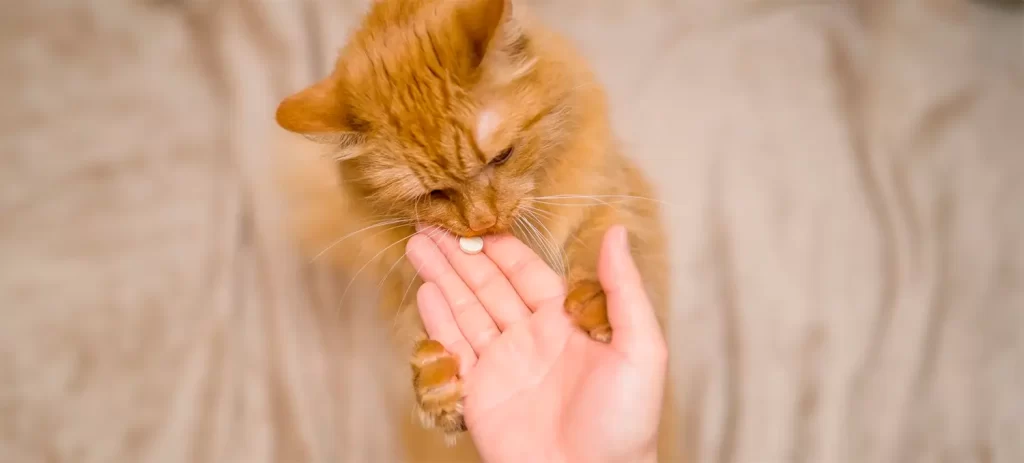 Cómo saber si un gato tiene dolor: señales ocultas
