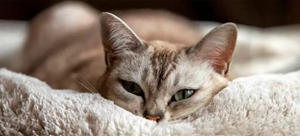 Cómo saber si un gato tiene dolor: señales ocultas