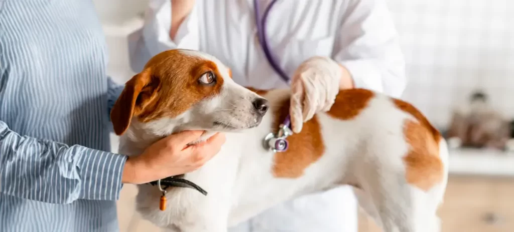 Enfermedades del corazón en perros y gatos: señales y cuidados
