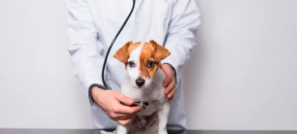 Enfermedades del corazón en perros y gatos: señales y cuidados