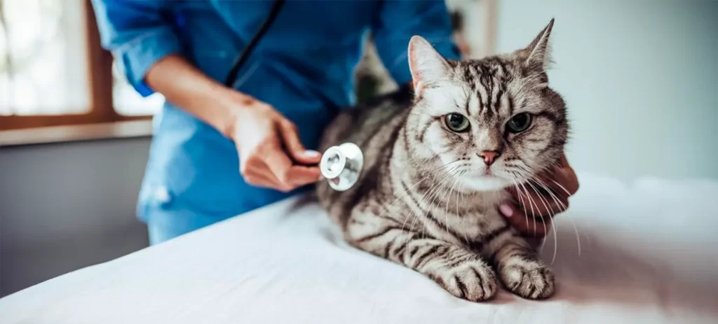 Enfermedades del corazón en perros y gatos: señales y cuidados